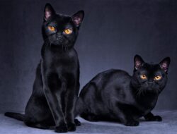 Why Are Black Cats Considered Unlucky?