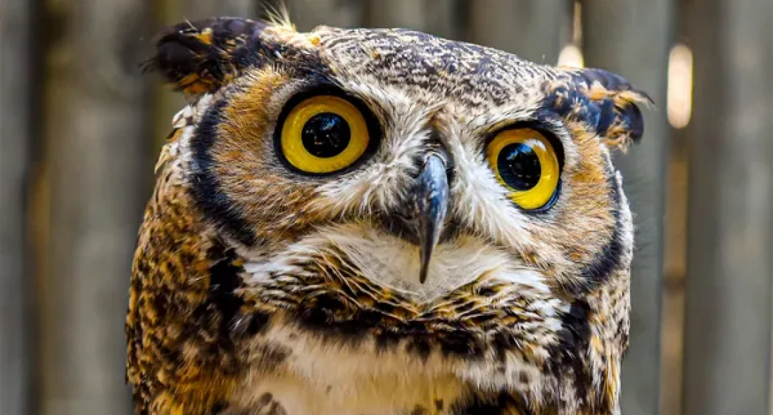 Meet the World’s Smallest, Toughest Owl