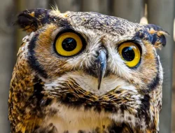 Meet the World’s Smallest, Toughest Owl